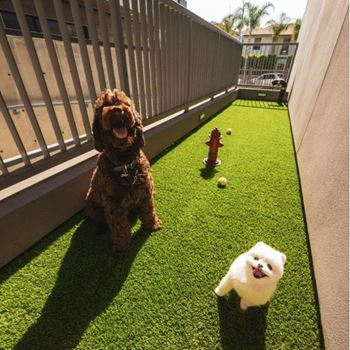 Dog run at fedora x trilby apartments